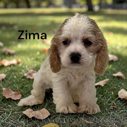 puppy, for, sale, Cocker Spaniel, Joe & Cherri  Overlease, dog, breeder, Miller, MO, dog-breeder, puppy-for-sale, forsale, nearby, find, puppyfind, locator, puppylocator, aca